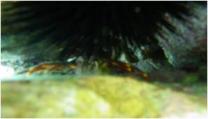 image biolitcrabeoursin.jpg (7.3kB)