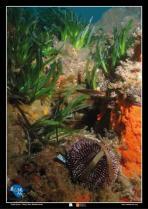 image Poster_Oursin.jpg (0.1MB)